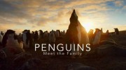 Знакомьтесь: пингвины / Penguins: Meet the Family (2020)