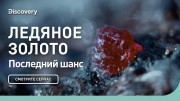 Последний шанс. Ледяное золото