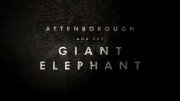 Аттенборо и Гигантский Слон / Attenborough and the Giant Elephant (2017)