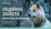 Богатства этой земли. Ледяное золото