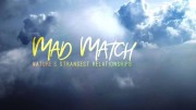 Опасные связи. Друзья и враги в дикой природе / Mad Match – Nature’s strangest Relationships (2019)