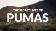 Тайная жизнь больших кошек 3 серия. Пумы / The Secret Lives Of Big Cats (2019)