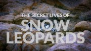 Тайная жизнь больших кошек 2 серия. Ирбисы / The Secret Lives Of Big Cats (2019)