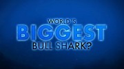 Самая огромная акула-бык / World's Biggest Bull Shark (2021)