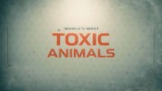 Самые ядовитые животные мира 1 серия. Пустыни и океаны / World's Most Toxic Animals (2021)