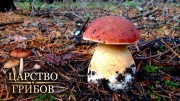 Круглый год. Царство грибов (2020)