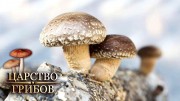 Дикие и домашние. Царство грибов (2020)