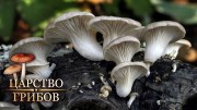 Уникальные свойства грибов. Не только для еды. Царство грибов (2020)