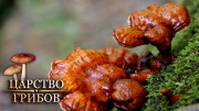 Лечебные грибы. Царство грибов (2020)