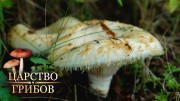 Грузди. Царство грибов (2020)