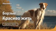 Борзые. Красиво жить (2021)