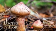 Великий грибной путь. Царство грибов (2020)