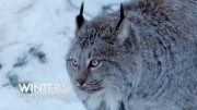 Скрытые чудеса зимы 3 серия. Ледяной мир Европы / Winter's Hidden Wonders (2020)