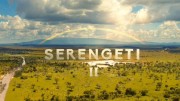 Серенгети 2 сезон 4 серия. Лидерство / Serengeti II (2021)