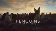 Встречайте семью пингвинов / Penguins: Meet the Family (2018)