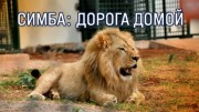 Симба: дорога домой (08.01.2022)