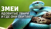 Змеи. Ядовитые твари, и где они обитают (2021)