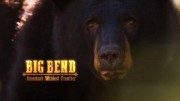 Торжество дикой природы. Национальный парк Биг Бенд / Big Bend - America's Wildest Frontier (2020)