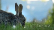 Чудо с ушами Удивительные кролики / Remarkable Rabbits (2019)