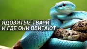 Амфибии. Ядовитые твари, и где они обитают (2021)