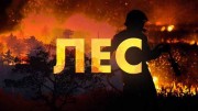 Лес (2022)