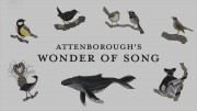Чудо Песни Дэвида Аттенборо / Attenborough's Wonder of Song (2022)