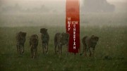 Судьба гепарда / The Way Of The Cheetah (2022)