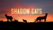 Обитатели тени / Shadow Cats (2021)