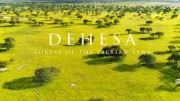 Дехеса: лес пиренейской рыси 1 серия. Жизненный уклад / Dehesa – Forest of the Iberian Lynx (2020)
