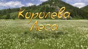 Королева леса (2016)