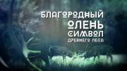 Благородный олень. Символ древнего леса (2020)