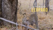 Дневник юного леопарда / Diary of A Teen Leopard (2020)