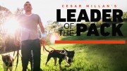 Сесар Миллан - главный в стае (Вожак стаи) 1сезон (все серии) / Cesar Millan's Leader of the Pack (2012-2013)