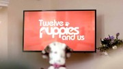 Двенадцать щенков и мы (все серии) / Twelve Puppies and Us (2020)