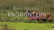 Невероятные встречи с животными (все серии) / Epic Animal Encounters (2019)
