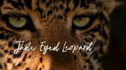 Зеленоглазый леопард / Jade Eyed Leopard (2020)