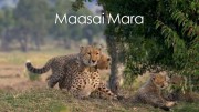 Масаи-Мара 1 сериия. Убежище для крупных кошачьих / Maasai Mara (2020)