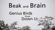 Интеллект пернатых. Умные птицы Южных островов / Beak and Brain: Genius Birds From Down Under (2013)