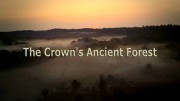 Королевский лес / The Crown's Ancient Forest (2021)