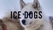 Собаки во льдах / Ice Dogs (2016)