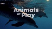 Игры животных 2 серия. Правила поведения / Animals at Play (2019)