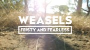 Куницеобразные. Дерзкие и бесстрашные / Weasels: Feisty and Fearless (2019)