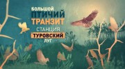 Большой птичий транзит. Станция Туровский луг (2019)