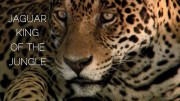 Ягуар — король джунглей / Jaguar - King of the Jungle (2020)