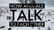 Как животные разговаривают (Как общаются животные) / How Animals Talk To Each Other (2020)