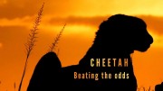 Гепард: жизнь наперекор судьбе / Cheetah Beating the odds (2020)