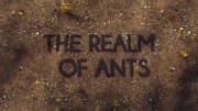Царство муравьёв / The Realm of Ants (2021)