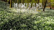 Сила растений 2 серия. Гонка за место под солнцем / The Power of Plants (2021)