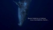 О китах и черепахах / Quand baleines et tortues nous montrent le chemin.. (2019)