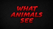 Что видят животные / What Animals See (2018)